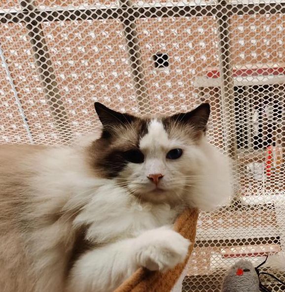 猫咪u9有你有我足矣