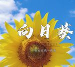 荔枝秋葵向日葵