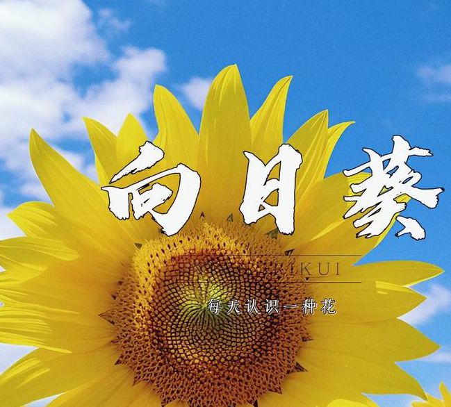 荔枝秋葵向日葵