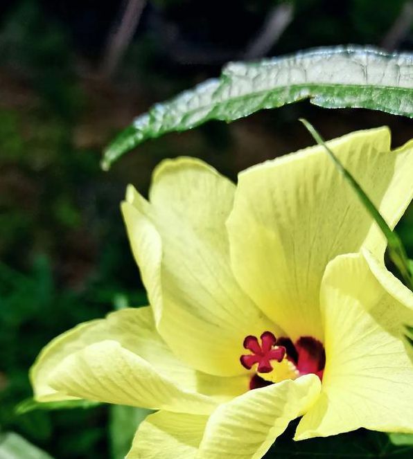 荔枝秋葵向日葵