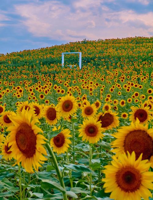 荔枝秋葵向日葵