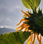 xrk1_3_0ark向日葵免费