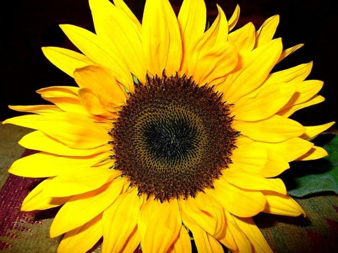 xrk1_3_0ark向日葵免费