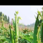 1688秋葵女人美容院最新版