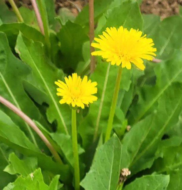 野花社区视频大全高清免费