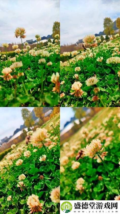 野花社区视频大全高清免费