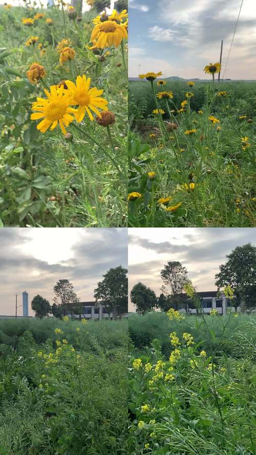 野花社区视频大全高清免费