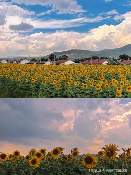 向日葵视频xrk1_3_0ark