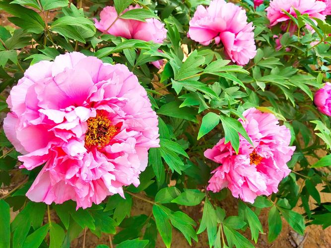 国色天香论坛社区