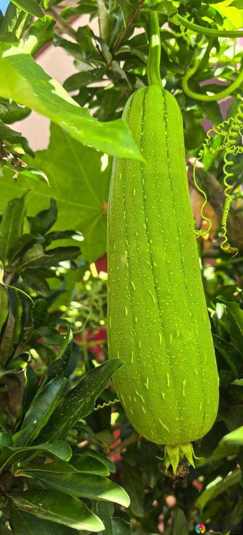 香蕉草莓向日葵丝瓜秋葵芒果最新版