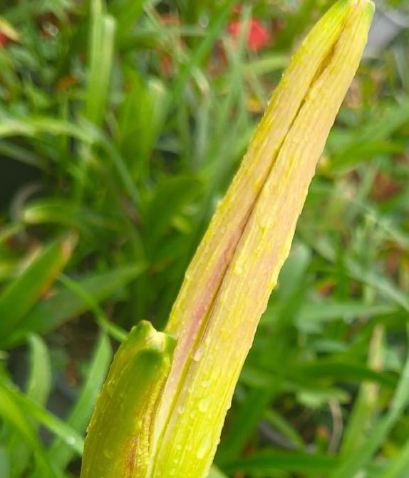 忘忧草社区www免费无删减