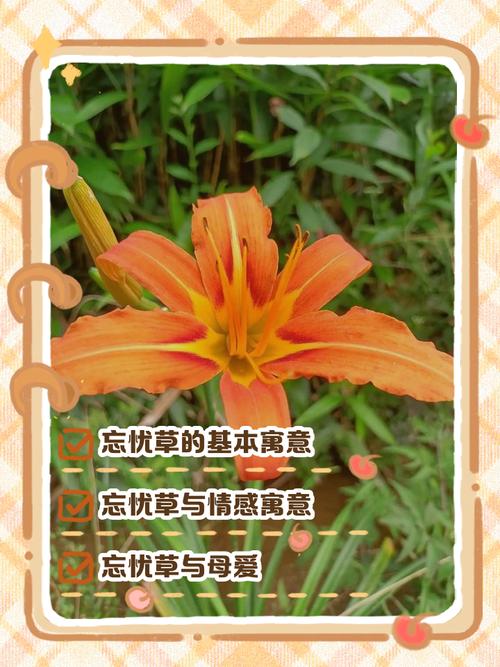 忘忧草社区www免费无删减