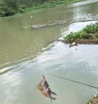 中华户外钓鱼直播