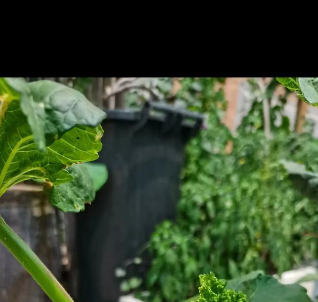 秋葵视频安卓下载老司机