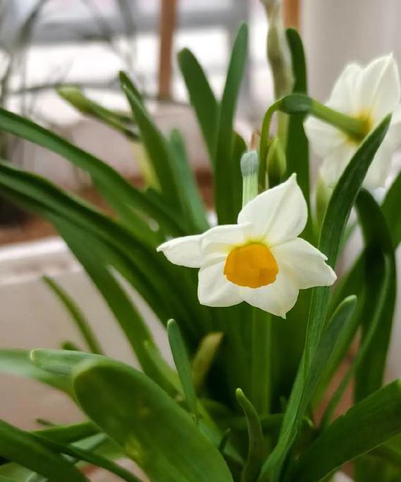 东北水仙二傁bd视频