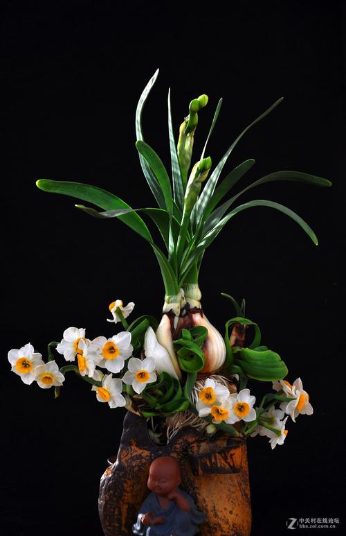 东北水仙二傁bd视频