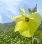 黄葵秋秋葵草莓黄番茄污下载