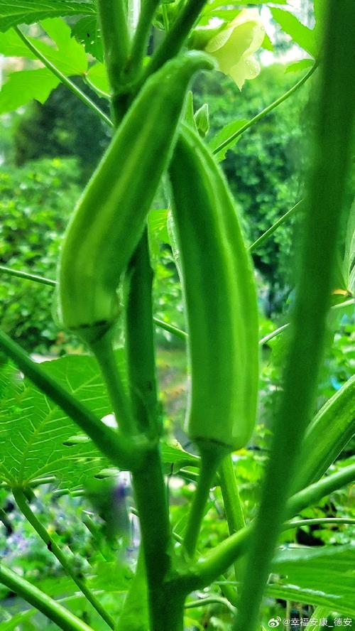 黄葵秋秋葵草莓黄番茄污下载