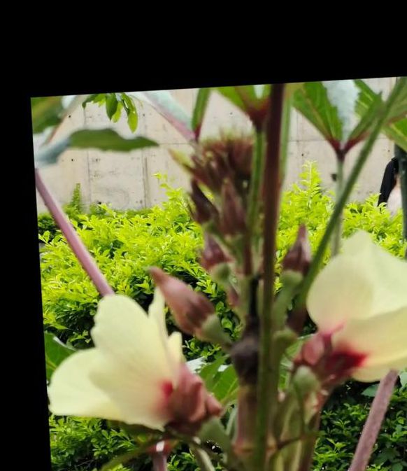 黄葵秋秋葵草莓黄番茄污下载