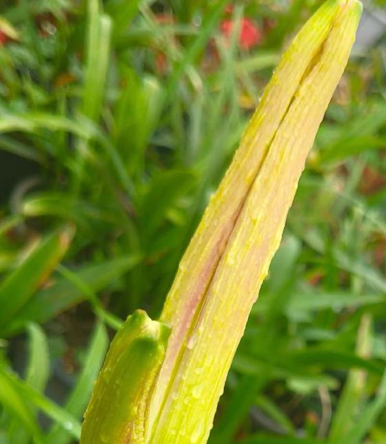 忘忧草wyc.apk1055解锁版