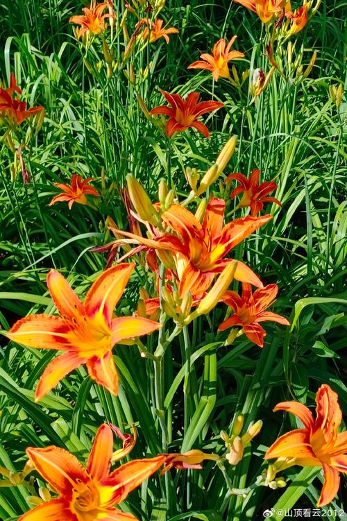 忘忧草wyc.apk1055解锁版