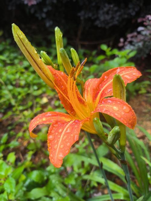 忘忧草wyc.apk1055解锁版