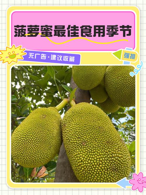 菠萝蜜app汅api免费新版