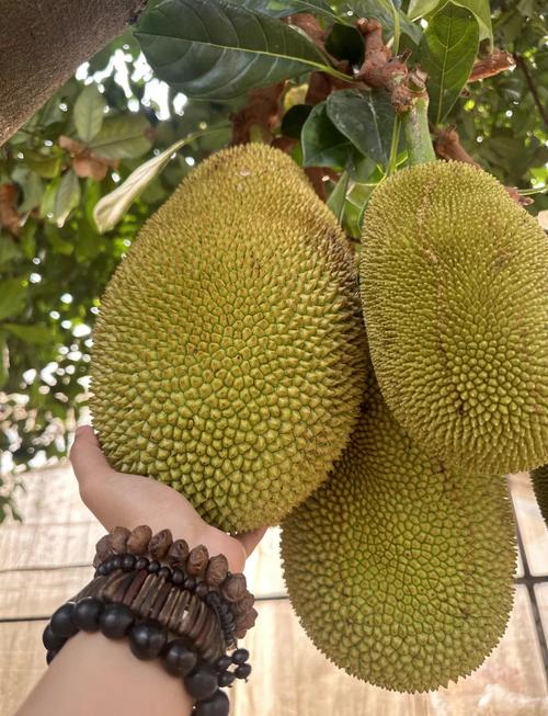 菠萝蜜app汅api免费新版