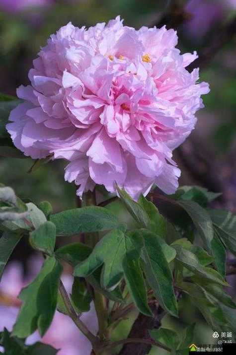 一卡二卡三卡国色天香免费看