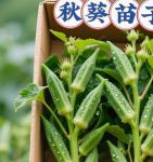 秋葵小蝌蚪榴莲茄子香草免费版