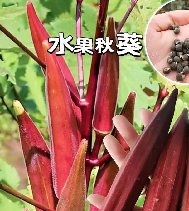 秋葵小蝌蚪榴莲茄子香草免费版