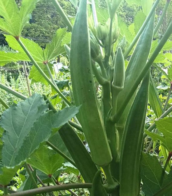 秋葵小蝌蚪榴莲茄子香草免费版