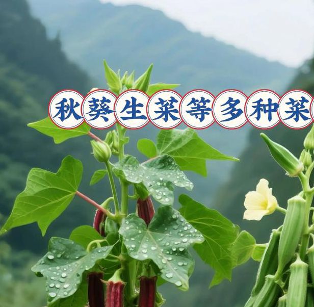 茄子秋葵永久看凰网址