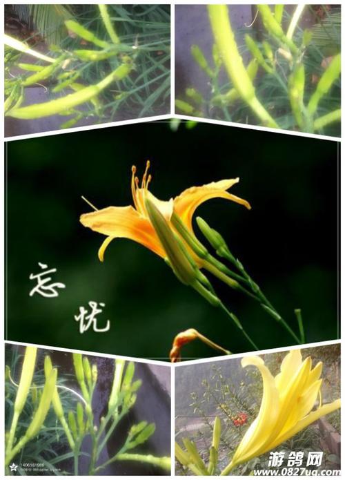 忘忧草正版v3.9.3