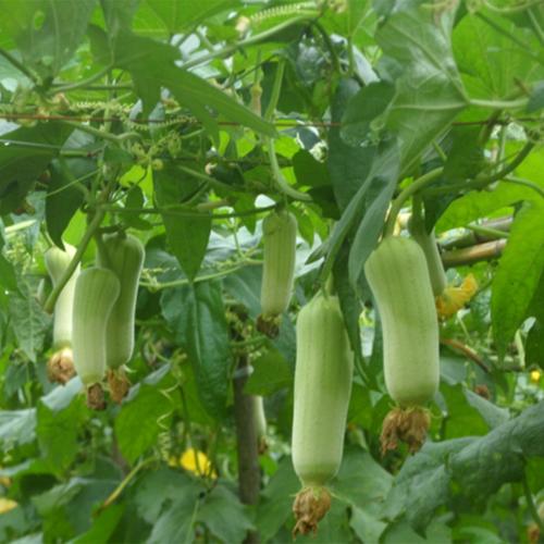 樱桃视频app无限看丝瓜视频丝瓜绿巨人