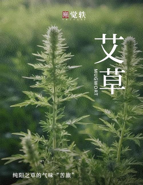 久艾草在线视频免得