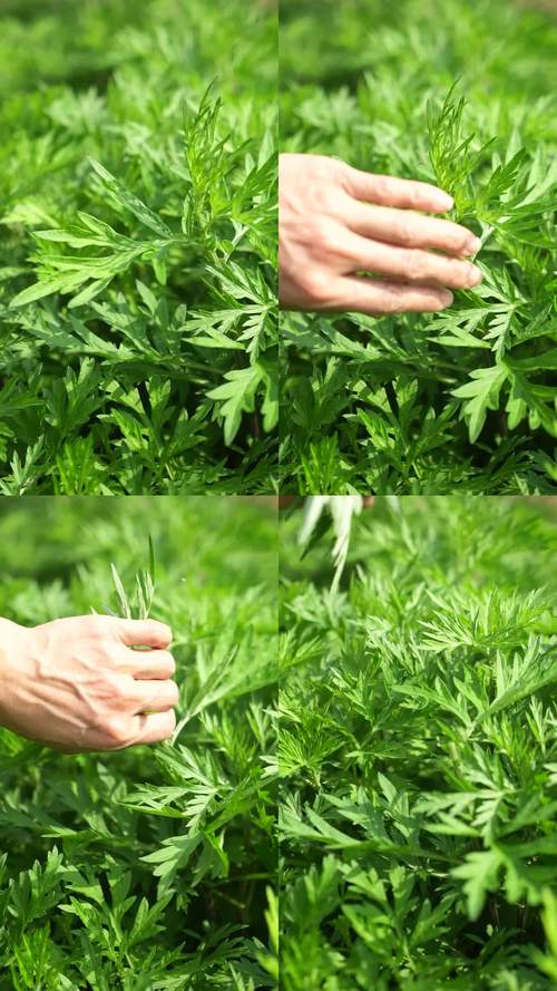 久艾草在线视频免得