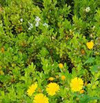 野花社区视频www