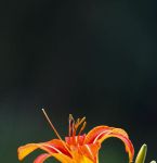 忘忧草资源版视频