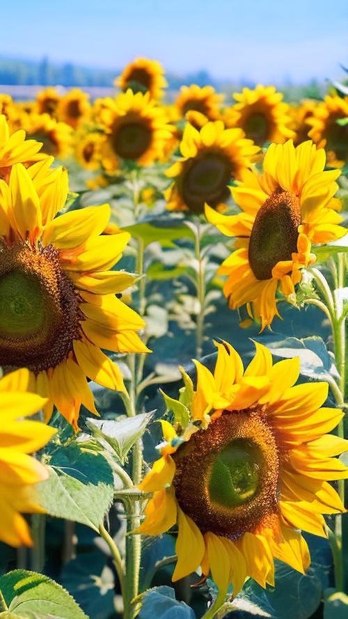 绿巨人草莓向日葵最新版