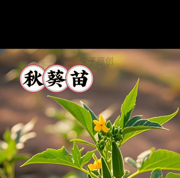 秋葵男的加油草莓视频：超高清短视频分享软件