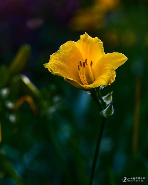 忘忧草社区在线播放