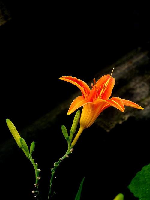 忘忧草社区在线播放