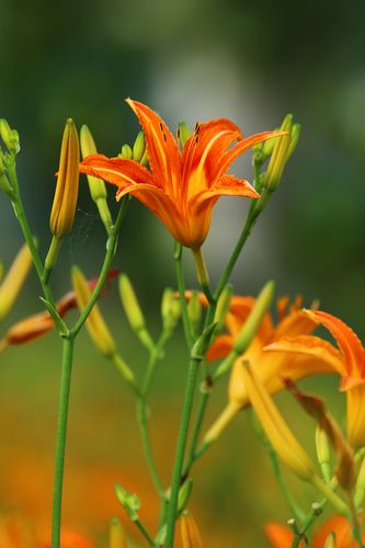 忘忧草社区在线播放