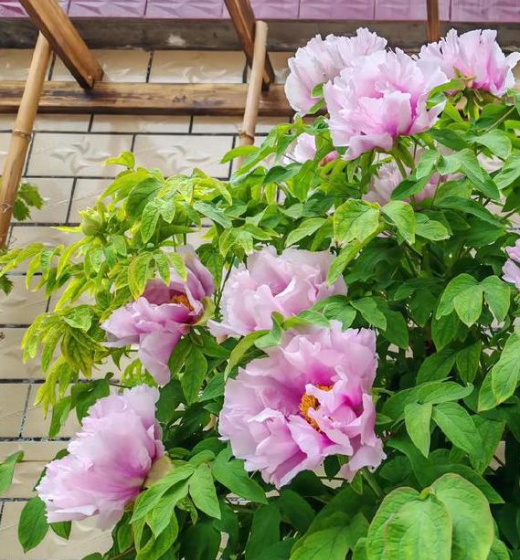 国色天香社区免费版