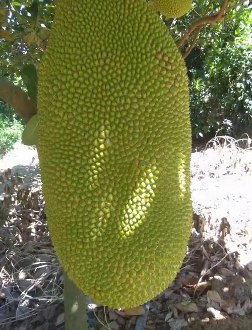 菠萝蜜视频污在菠萝蜜视频在线观看