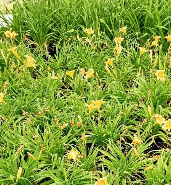 忘忧草三点在线