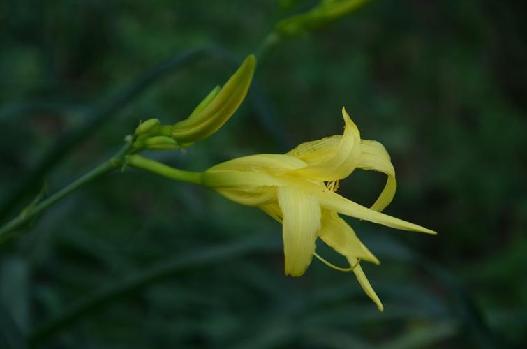 忘忧草三点在线