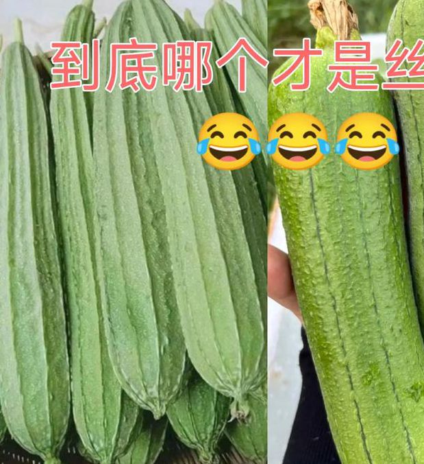 丝瓜.combo2.0深夜释放自己安卓免费版