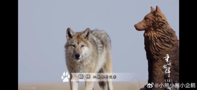 狼群社区视频影院